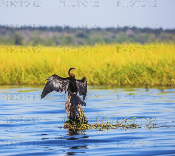 African cormorant dries its wings. Big Bird wings opened sitting on a tree among water. The concept