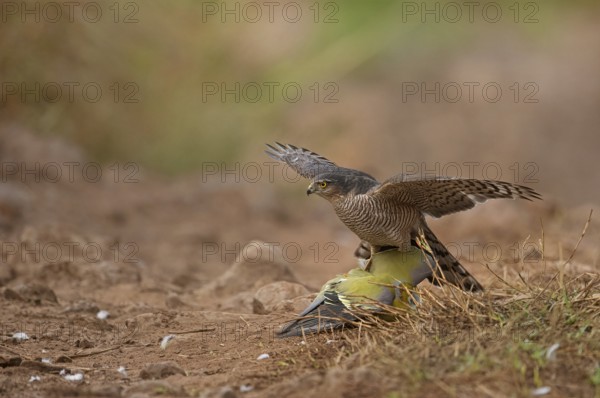 Female Eurasian sparrowhawk Accipiter nisus attacking a Yellow Footed Green pigeon on a forest