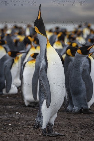 King Penguin (Aptenodytes patagonicus), trumpeting, Volunteer Point, Falkland Islands, Great