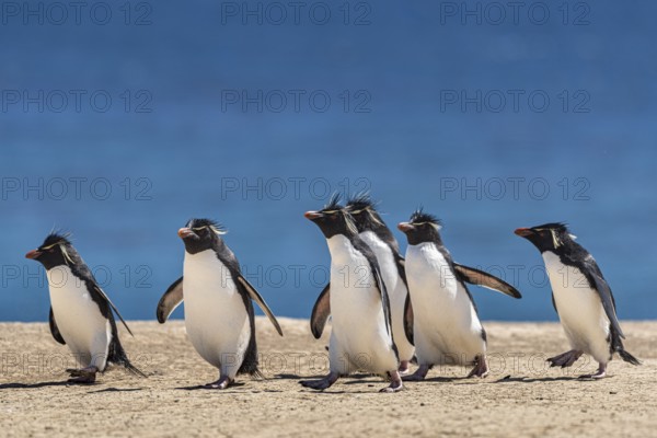 Rockhopper penguins (Eudyptes chrysocome) on the way to their colony, Pebble Island, Falkland