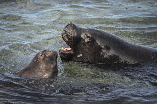 Male maned seals (Otaria flavescens) on a beach, Bleaker Island, Falkland Islands, Great Britain,