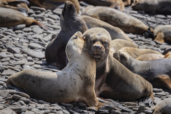 Maned seals (Otaria flavescens) showing readiness to mate, Bleaker Island, Falkland Islands, Great