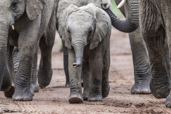 Elephant (Loxodonta africana) baby elephant in the herd, Qwabi Private Game Reserve, Biosphere