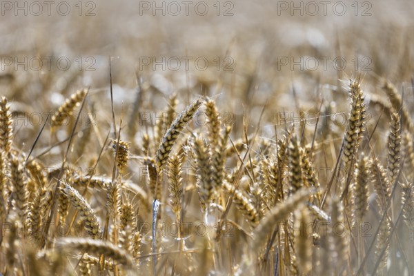 Close-up of a wheat field in the sunlight, golden ears of wheat dominate the scene, Coxhill,