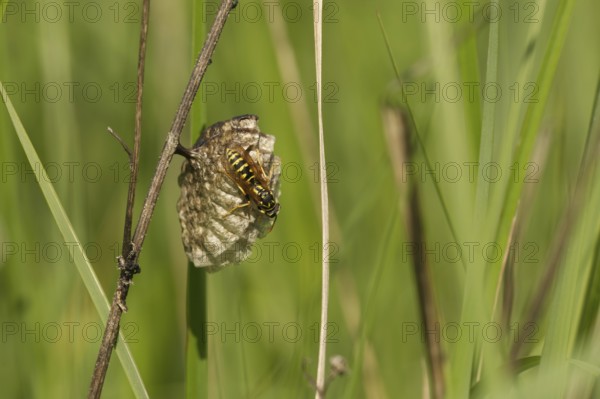 House field wasp (Polistes dominula)