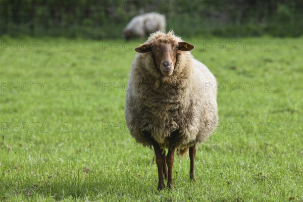 Coburg chestnut sheep on the pasture