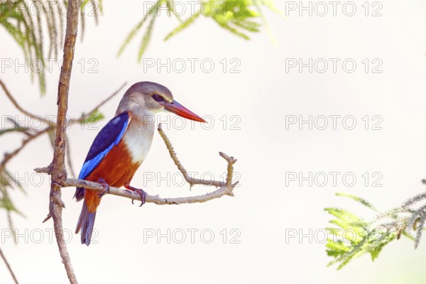 Grey-headed kingfisher, kingfisher, perch, foraging, biotope, habitat, animals, birds, kingfishers,