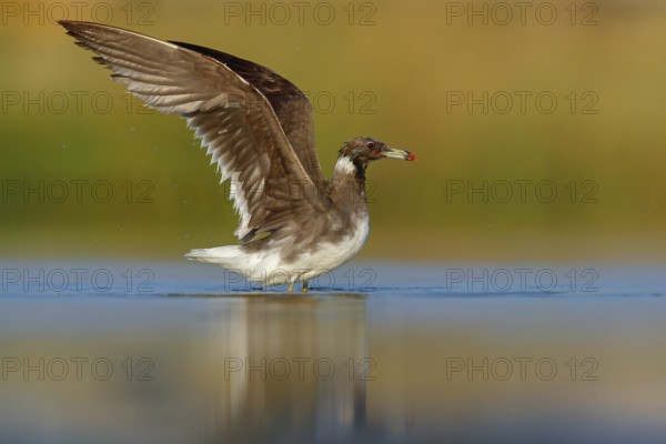 Hemprich's Gull, (Ichthyaetus hemprichii), (Larus hemprichii), Fish Eagle Gull Salalah, Raysut,