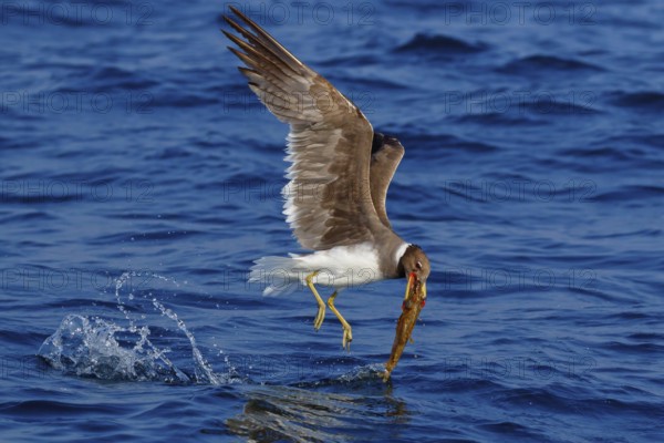 Hemprich's Gull, (Ichthyaetus hemprichii), (Larus hemprichii), Fish Eagle Gull Salalah, Off Mirbat,