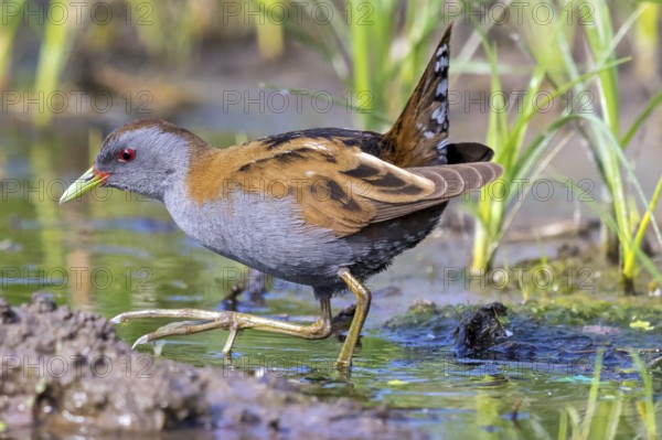 Little Crake, Little Crake, Small Crake, (Porzana parva), biotope, habitat, foraging, family of