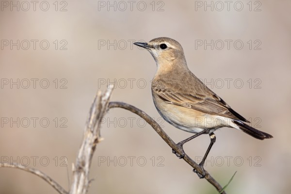 Isabelline Wheatear, (Oenanthe isabellina), biotope, habitat, foraging, animals, birds, songbird,