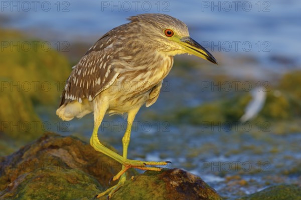 Black-crowned Night Heron, Night Heron, Black-crowned Night-Heron, Nycticorax nycticorax, Bihoreau