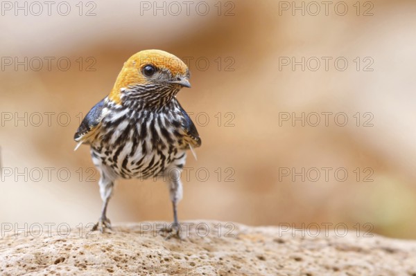 Maiden Swallow, (Cecropis abyssinica), (Hirundo abyssinica), family of swallows, biotope, habitat,