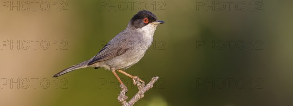 Velvet-headed warbler, (Sylvia melanocephala), warbler family, biotope, habitat, perch, foraging,