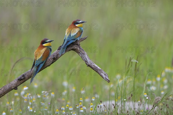 Bee-eater, (Merops apiaster), pair, perch, Tiszaalp-r, Kiskuns-gi National Park, B-cs-Kiskun,
