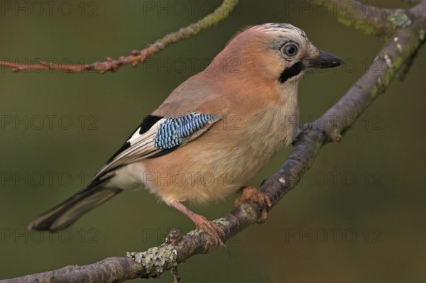 Jay, European Jay, Jay, eurasian jay (Garrulus glandarius), Geai des chênes, Arrendajo Común,