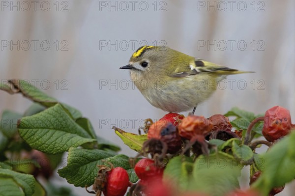 Goldcrest (Regulus regulus), Roitelet huppé, Reyezuelo Sencillo, Heligoland, Schleswig-Holstein,