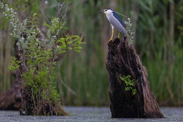 Black-crowned black crowned night heron (Nycticorax nycticorax), Bihoreau gris, HÈron bihoreau,