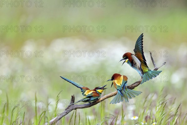 Bee-eater, (Merops apiaster), three animals, perch, Tiszaalpár, Kiskunsági National Park,