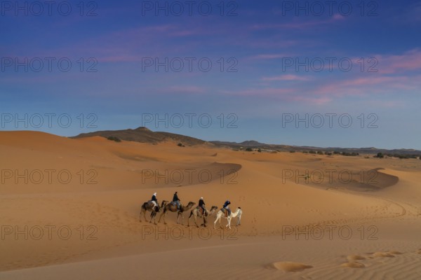Merzouga, Morocco, 9 March, 2024: Berber guide leading a tourist group on a sunset dromedary trek