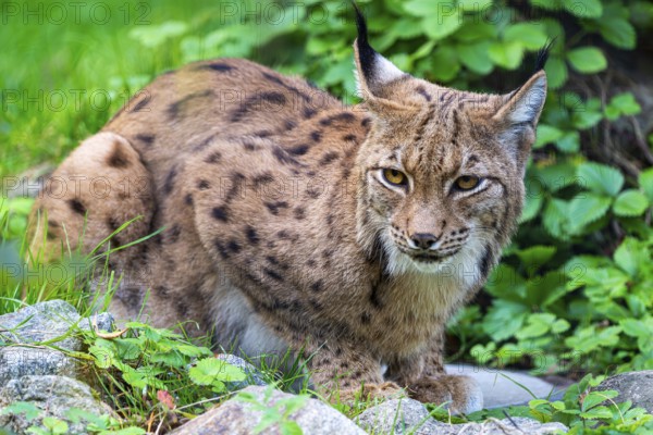 An attentive lynx observes its surroundings in the green undergrowth, Straubing Zoo, . Lower