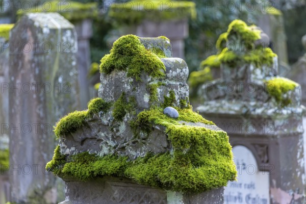 Jewish cemetery with gravestones and grave slabs with green moss, Bad-Buchau, Upper Swabia,