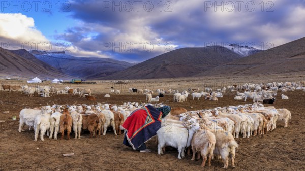 The Changthangi or Changpa goats with a herder, Ladakh, India, Asia