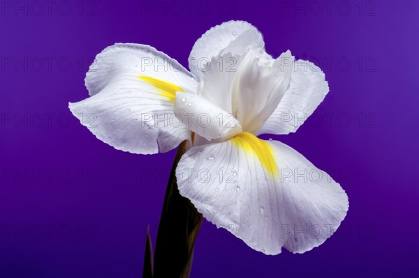Close-up of a white Hollandica Alaska iris flower with yellow accents, covered in water droplets,