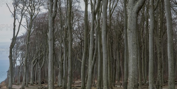 Trees in the ghostly forest on the cliffs facing the Baltic Sea, Nienhagen, Mecklenburg-Vorpommern,