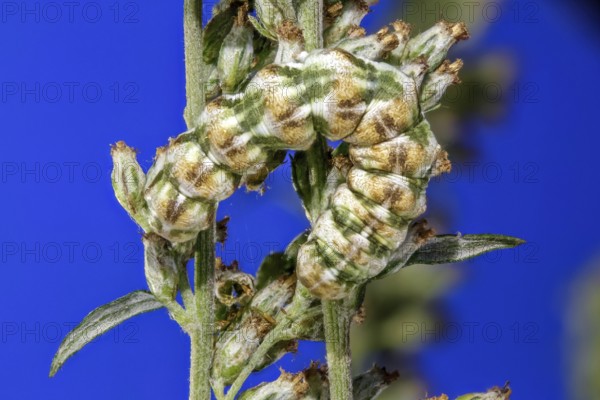 Mugwort monk - caterpillar with super tan colour (Cucullia absinthii)