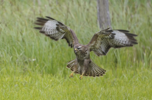 Common buzzard (Buteo buteo)