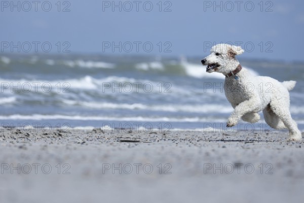 A white dog, King Poodle, runs joyfully along the beach, the waves rolling in the background,