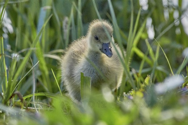 A fluffy grey goose chick (Anser anser) stands in the green grass, Mühlenteich, Wismar,