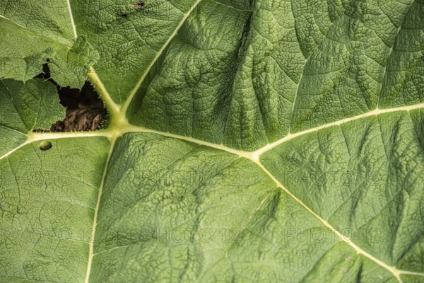 Leaves of Brazilian giant-rhubarb, gunnera manicata