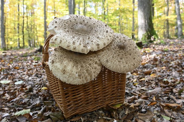 Parasol mushroom, Parasol, giant umbrella mushroom (Macrolepiota procera), Lower Franconia,