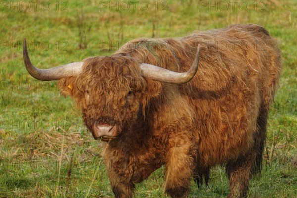 A strong Highland cow stands attentively in the meadow and looks ahead, Velen, Münsterland, North