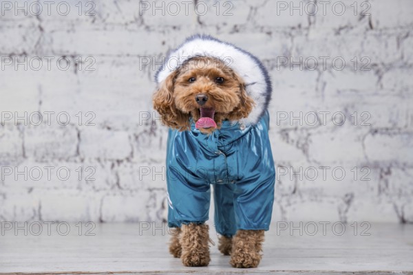 Small funny dog of brown colour with curly hair of toy poodle breed posing in clothes for dogs.