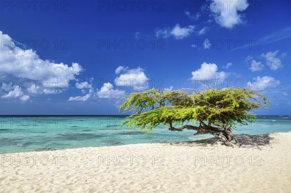 A panoramic view of Arashi Beach on the island of Aruba in the Caribbean with blue skies and white
