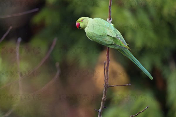 Rose-ringed Parakeet, Ring-necked Parakeet, (Psittacula krameri), garden, Neuhofen,
