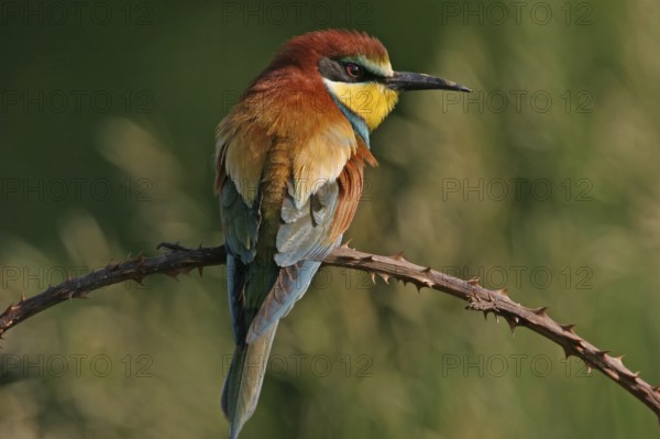 Bee-eater, (Merops apiaster), individual, perch, Bad Dürkheim district, Rhineland-Palatinate,