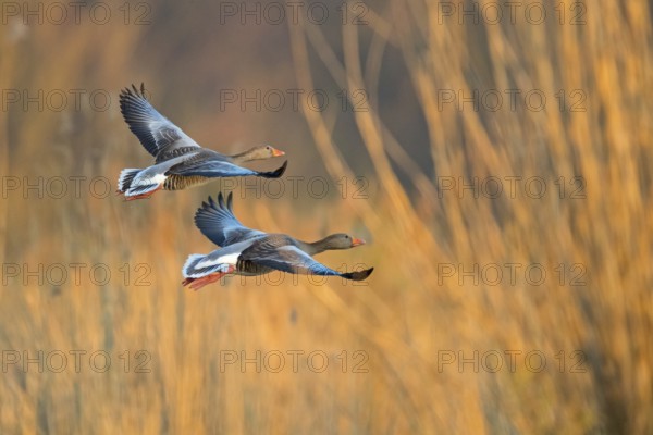 Greylag goose, Anser Anser, flight photo, side view, two birds, Wagbachniederung,