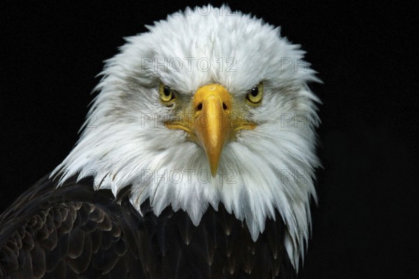 Animal, animals, bird, birds, bird of prey, birds of prey, eagle, white-tailed eagle, bald eagle