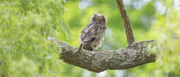 Spotted eagle-owl (Bubo africanus), Grand-duc africain, Wakkerstrom surroundings, Wakkerstrom,