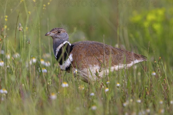 Little bustard (Tetrax tetrax) Outarde canepetière, Sisón Común, Hides De Calera / Great Bustard,