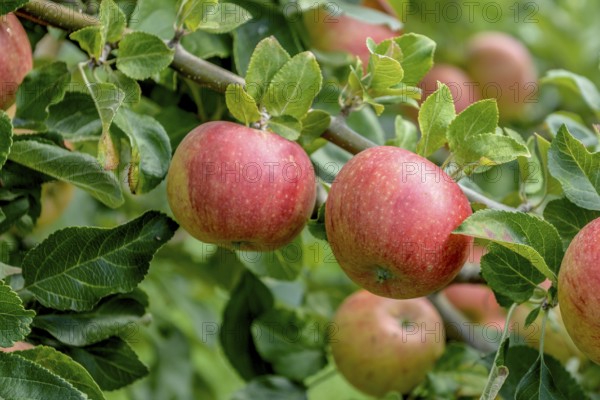 Apple (Malus domestica 'Alkmene'), State Research Centre for Agriculture and Fisheries, Guelzow,