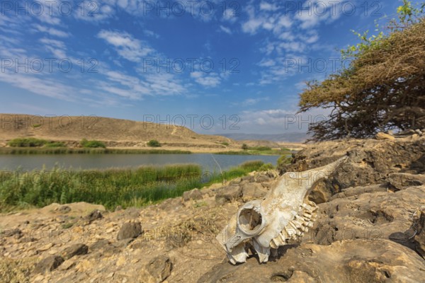 Landscape, Oman, Wadi Darbat, Khor Rori, Khawr Rawri, Mountain, Reeds, Rock, Stone, Skull,