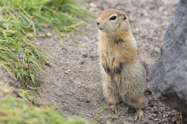 Curious arctic ground squirrel, carefully looking so as not to fall into jaws of predatory beasts.
