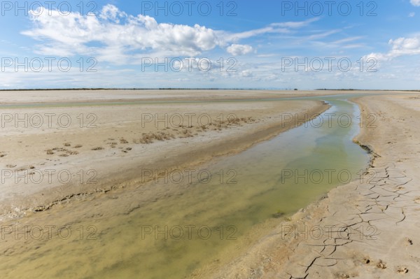 Typical landscape in a lagoon of the Rhone delta in the Camargue. Saintes Maries de la Mer, Parc
