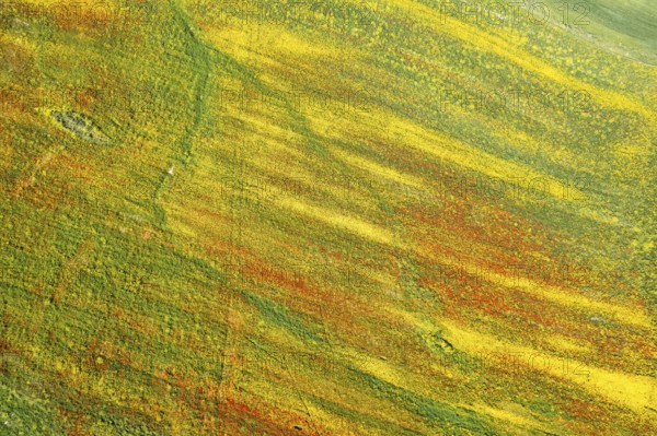 Drone aerial photo of field with yellow blooming marguerite and red poppy flowers. Spring landscape