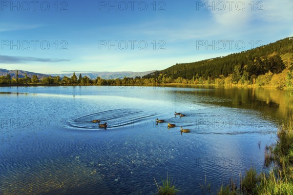 Huge quiet lake on the way to Queenstown. Flock of wild ducks swims in smooth, calm water. Early